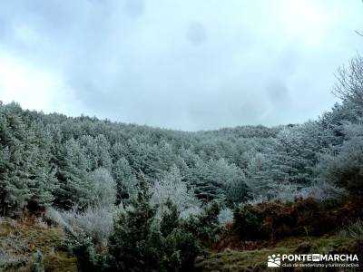 Acebos Montes Carpetanos; senderismo entre semana madrid